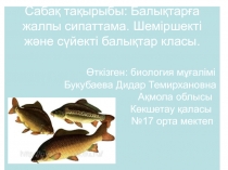 Презентация по биологии на тему Балықтарға жалпы сипаттама