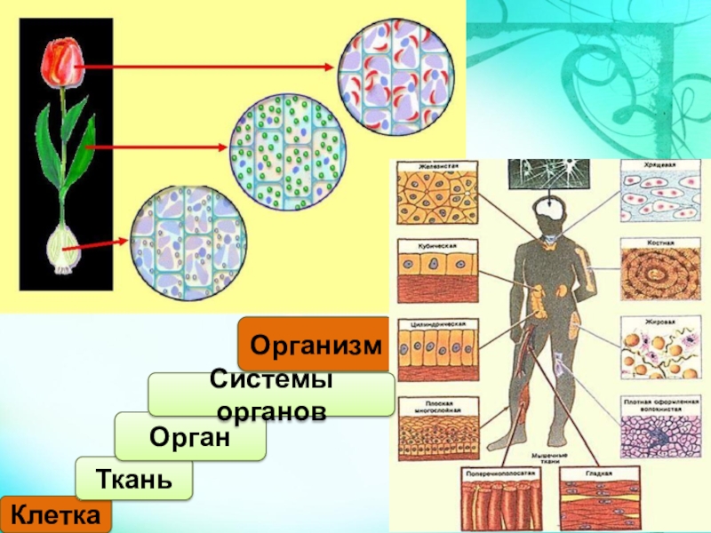 План урока по биологии 5 класс