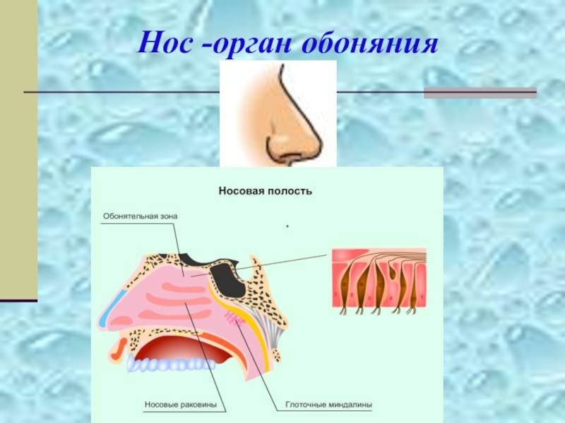 Презентация на тему обоняние