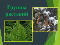 Презентация по биологии Группы растений