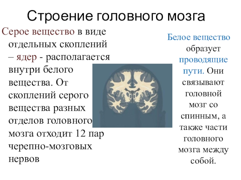 Серое вещество образовано. Белое вещество образовано. Серое вещество образовано скоплением.