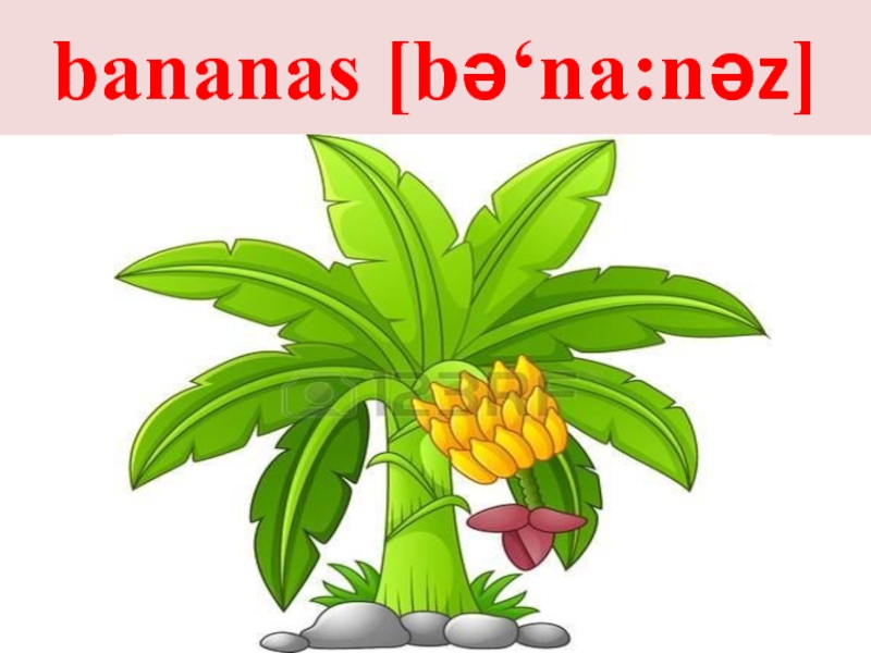 bananas [bǝ‘na:nǝz]
