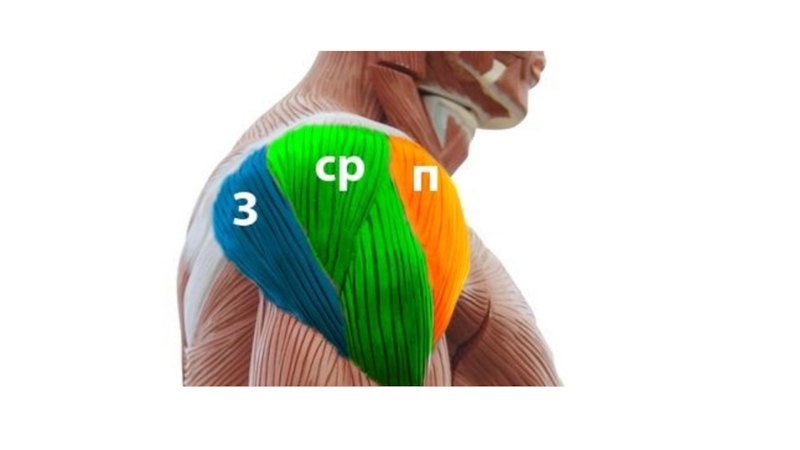 Анатомия плеча мышцы упражнения