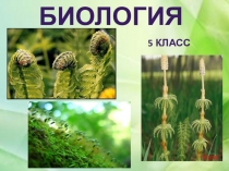 Презентация по биологии на тему Папоротники плауны хвощи