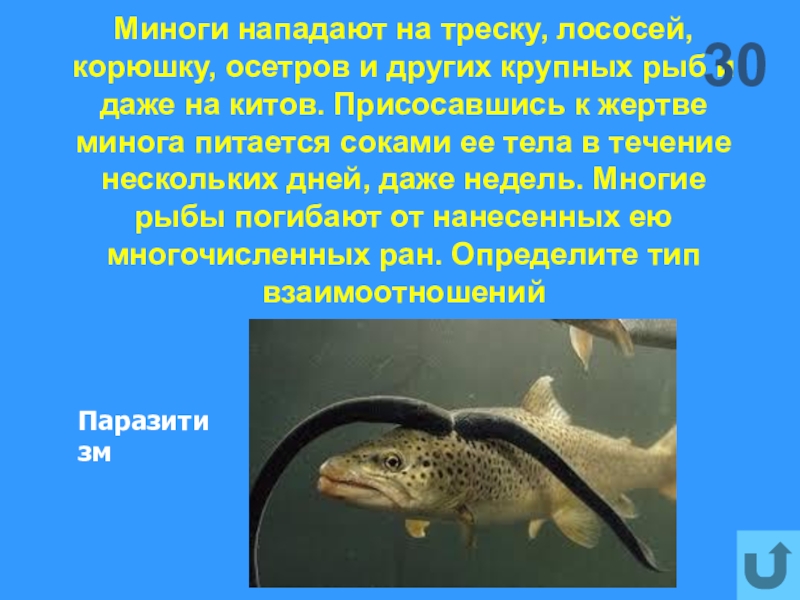 Рассмотрите рисунок 139 известно что многие рыбы погибают от нанесенных миногой многочисленных ран