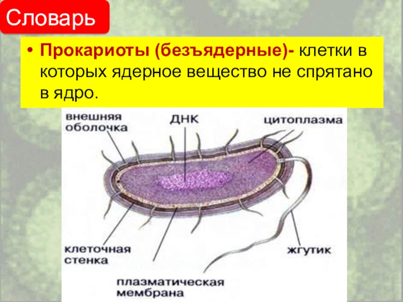 Прокариоты наличие ядер. Строение бактерии прокариот. Строение клетки прокариот бактерии. Бактерии прокариоты 5 класс. Прокариоты это в биологии.