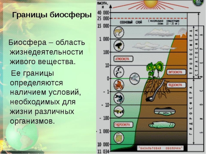 Презентация по географии 6 класс закономерности распространения живых организмов на земле