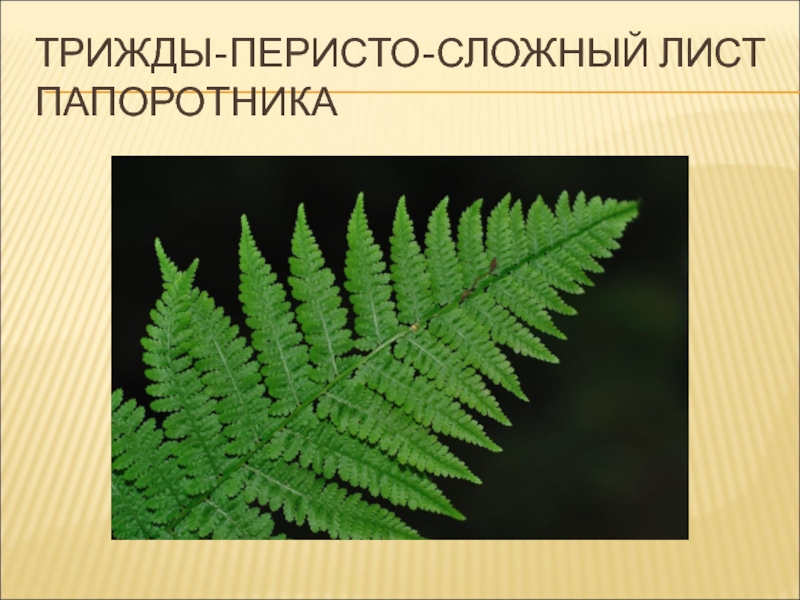 Папоротник имеет сложные. Сложные перистые листья папоротник. Трижды перистосложные листья. Перисто сложный сложный лист. Трижды перисто рассеченный лист.