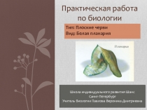 Презентация по биологии Белая планария