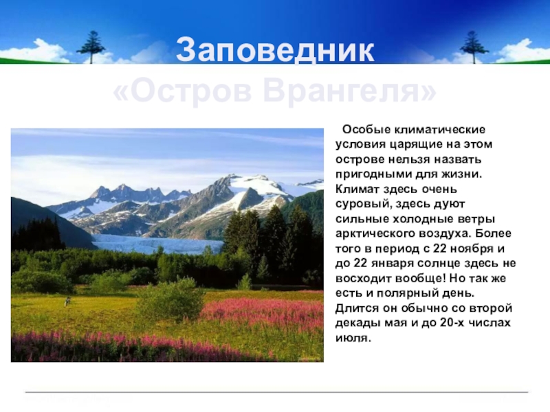 Климат здесь. Заповедник остров Врангеля климат. Климат заповедника Врангеля. Остров Врангеля климатические условия. Особые климатические условия.