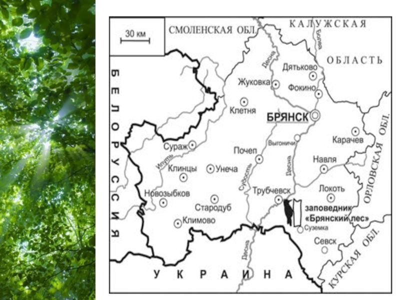 Брянский лес карта