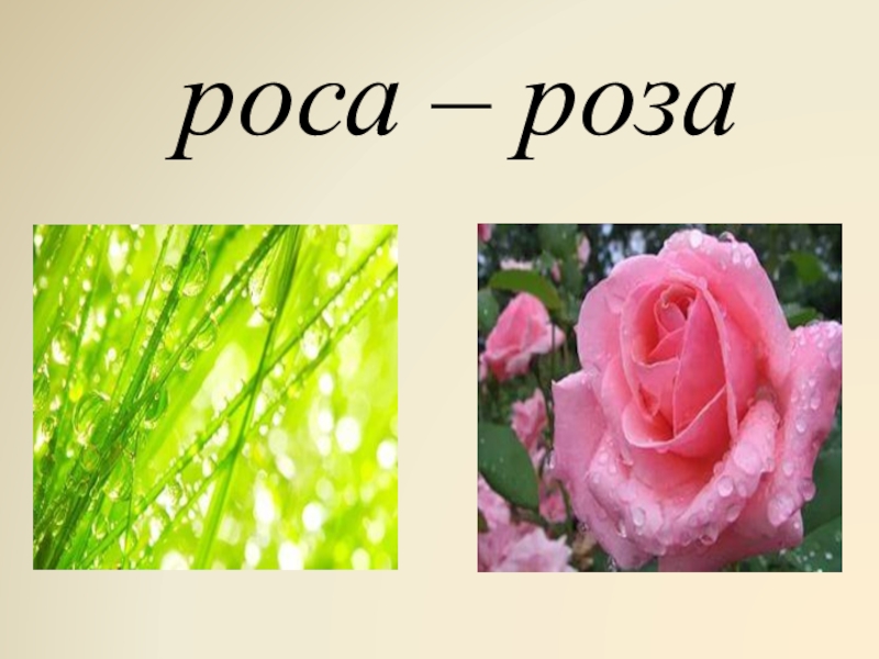 Роса 1. Презентация роза роса. Слова на роз рос. Карточки со словами роса роза. Предложение со словами роза роса 1:класс.