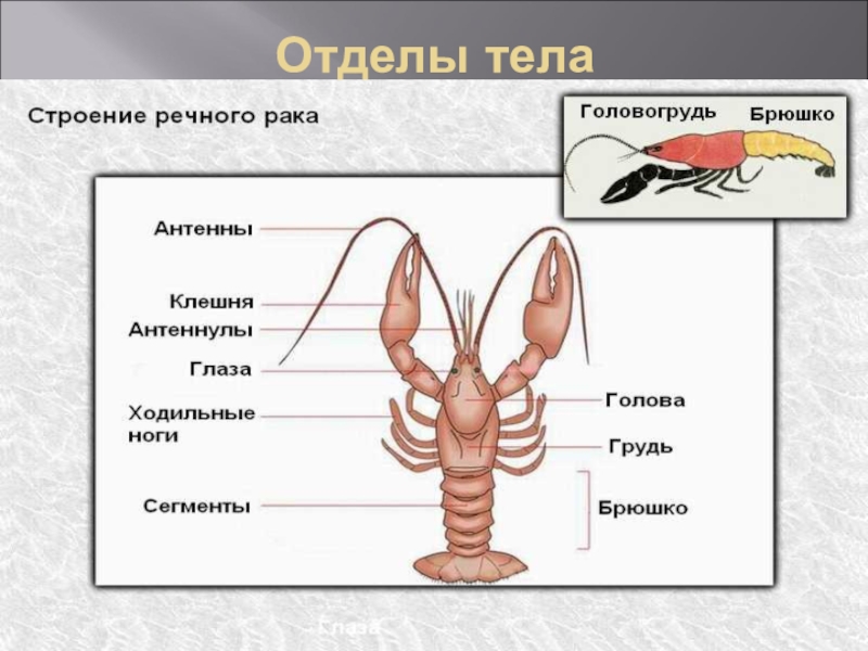 Строение речного рака рисунок. Антеннулы и антенны у ракообразных. Отделы тела головогрудь и брюшко. Отделы тела голова грудь и брюшко. Головогрудь и брюшко грудь.