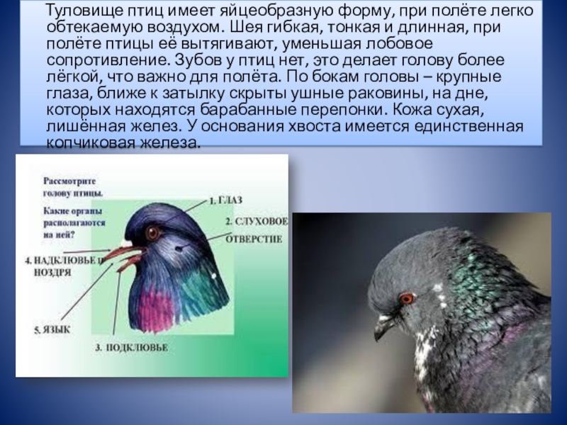 Голова птицы имеет. Форма тела птиц. Форма тела птиц имеет форму. Обтекаемая форма тела у птиц. Форма туловища птицы.