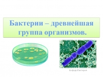 Бактерии - древнейшая группа организмов