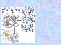 Презентация Строение и функции белка