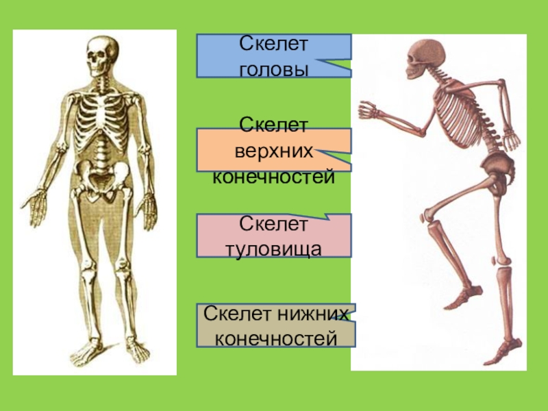 Скелет туловища конечностей. Тело скелета. Скелет конечностей. Скелет туловища скелет конечностей. Скелет верхних и нижних конечностей.