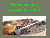 Презентация по биологии Регенерация у дождевого червя