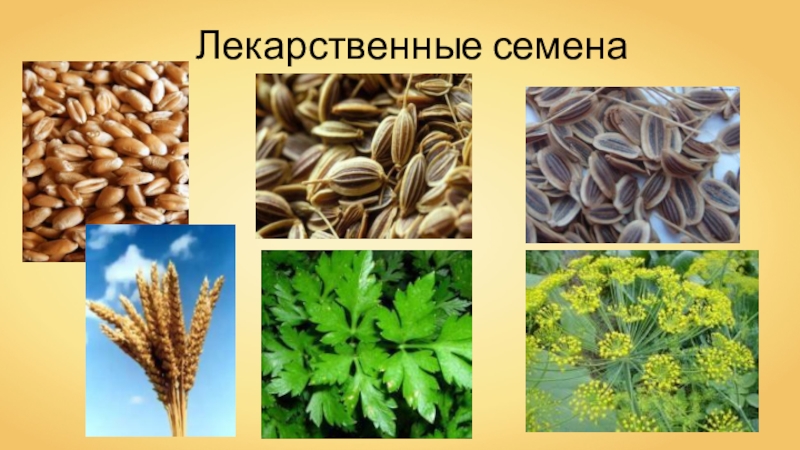 Значение семян в природе. Лекарственные семена. Семена презентация. Лечебные семена растений. Лекарственные растения и их семена.