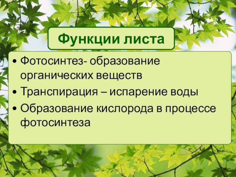 Выделение у растений листопад 6 класс