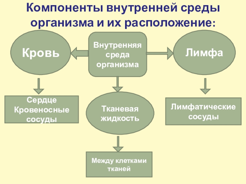 Составляющую среду организма составляют. Компоненты внутренней среды схема. Взаимосвязь компонентов внутренней среды организма схема. Составляющие элементы внутренней среды организма. Составляющие компоненты внутренней среды организма.