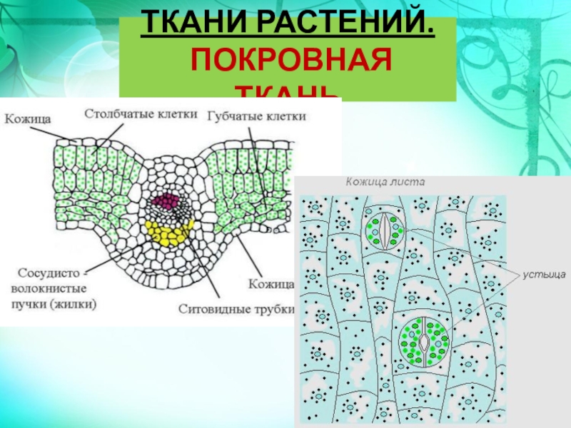 Ткани растений тест 6 класс