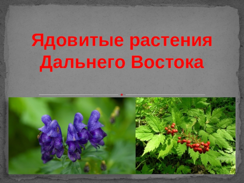 Растения дальнего. Ядовитые растения дальнего Востока. Ядовитые растения Приморского края. Лекарственные и ядовитые растения дальнего Востока. Ядовитые растения в Хабаровском крае.