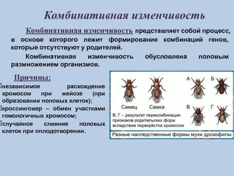 Презентация 9 класс биология комбинативная изменчивость