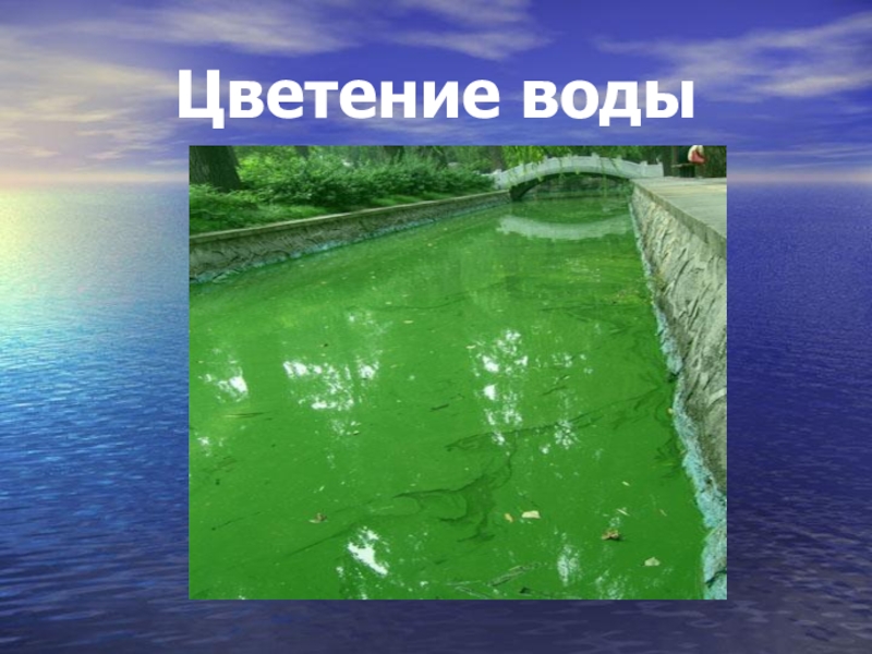 Сколько цветет вода