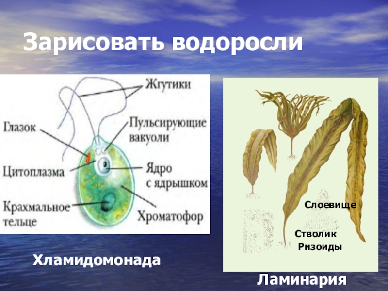 Презентация по биологии 6 класс водоросли