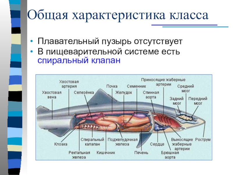 У рыб отсутствует