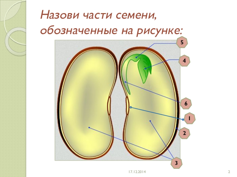 На рисунке цифрами