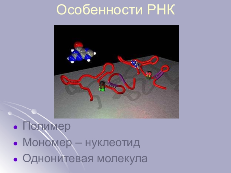 Мономером рнк является. РНК полимер. Мономер молекулы РНК. Молекула мономер нуклеотид полимер. RNA- полимеры презентация.