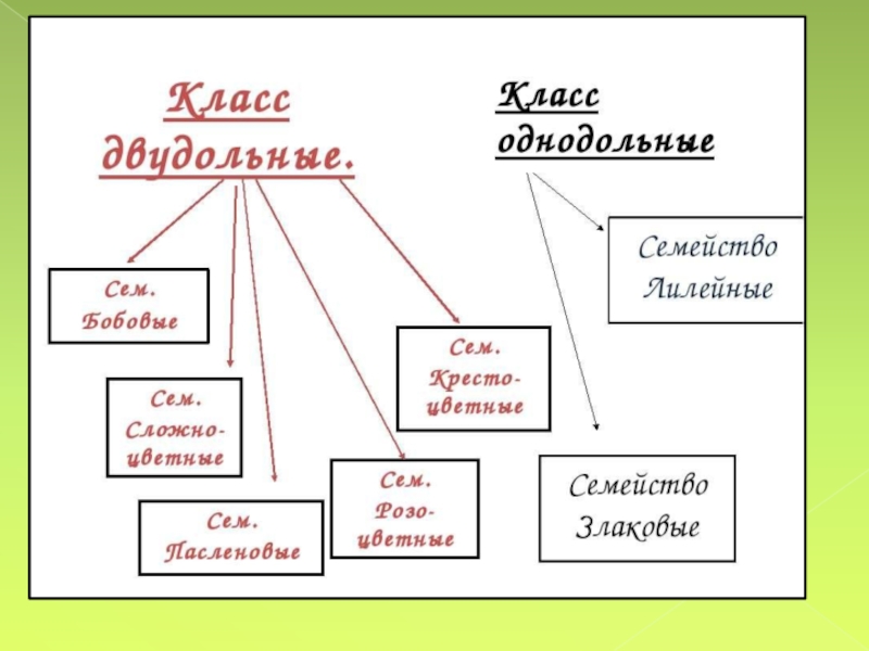 Класс однодольные и двудольные презентация 6 класс