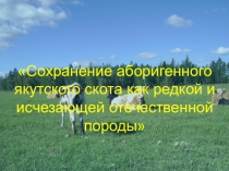 Сохранение аборигенного якутского скота, как редкой и исчезающей отечественной породы.