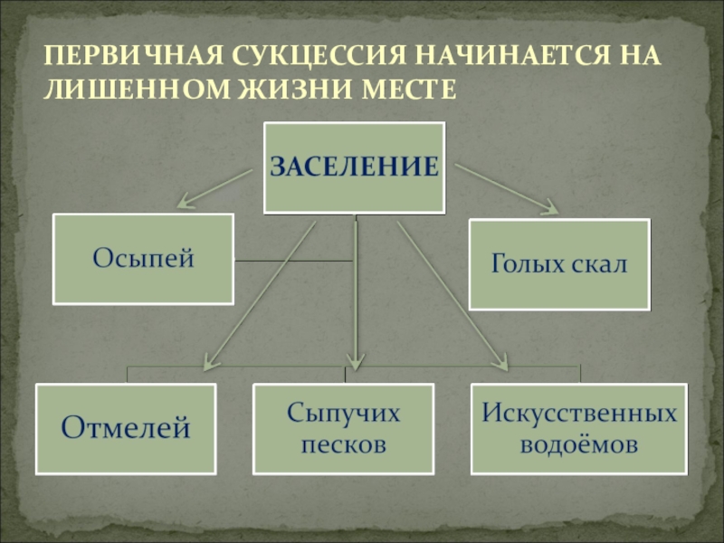 Саморазвитие экосистемы 9. Первичная сукцессия начинается на. Биология 9 класс саморазвитие экосистемы. Сукцессия презентация 9 класс. Примеры сукцессии в биологии.