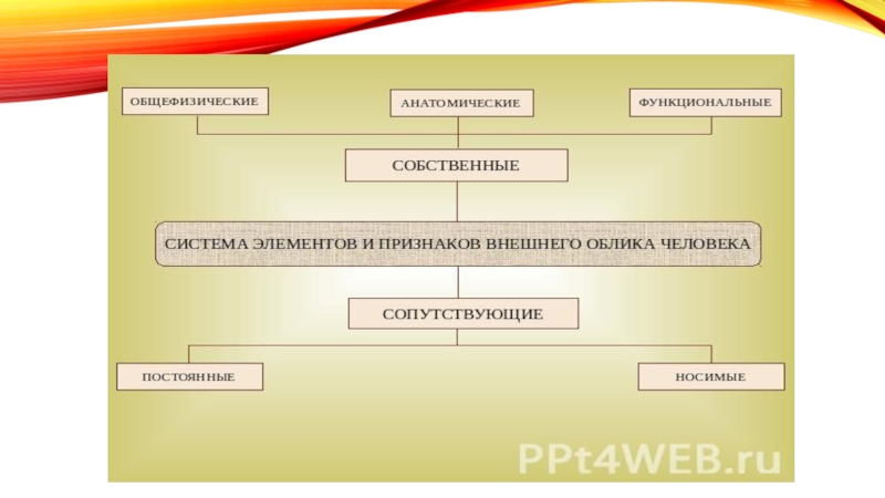 Элементы и признаки внешнего облика. Система элементов и признаков внешнего облика человека. Элементы внешнего облика человека. Функциональные элементы внешнего облика человека. Сопутствующие элементы внешнего облика человека.