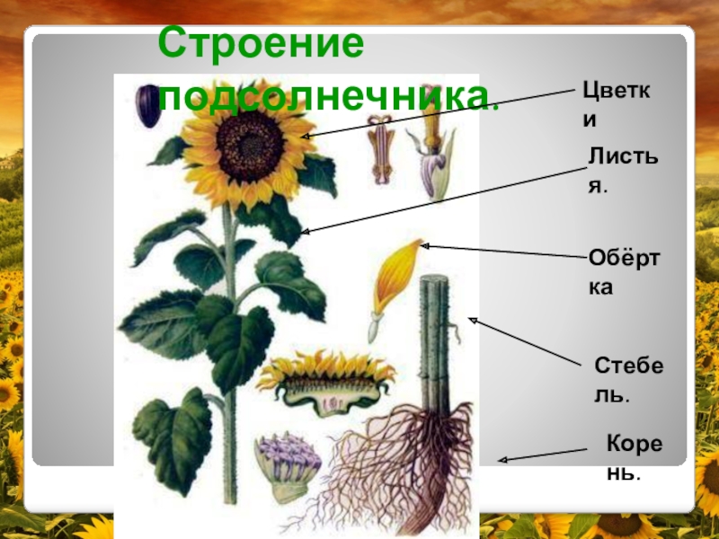 Особенности строения подсолнуха