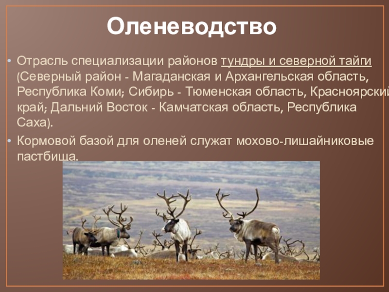 Животноводство 9 класс. Отрасли оленеводства. Оленеводство в России. Оленеводство отрасль животноводства. Оленеводство отрасль специализации.