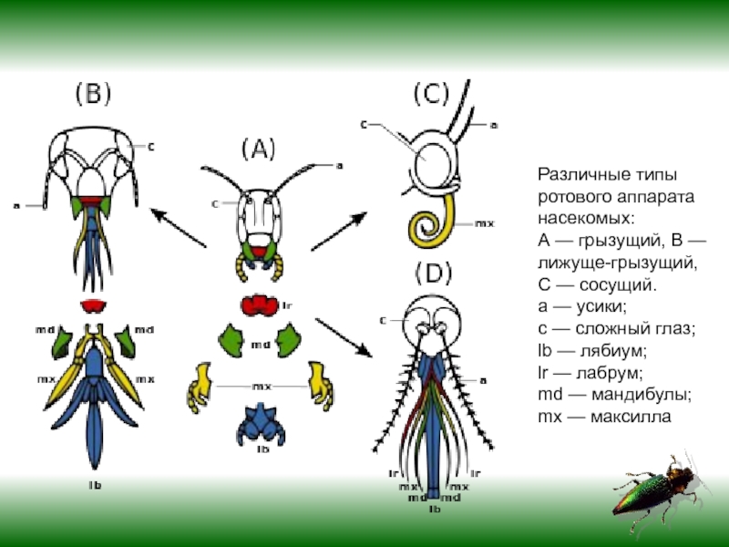 Ротовые аппараты насекомых картинки