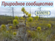Презентация по биологии Природное сообщество-болото