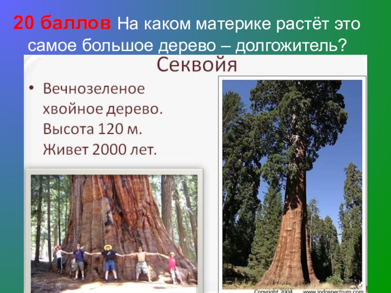 20 баллов На каком материке растёт это самое большое дерево – долгожитель?