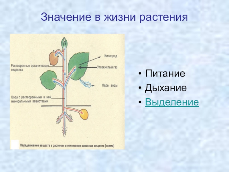 Каково значение процесса деления в жизни растения. Схема растения дышат. Презентация по биологии. Значение процесса питания в жизни растений. Растительный организм.