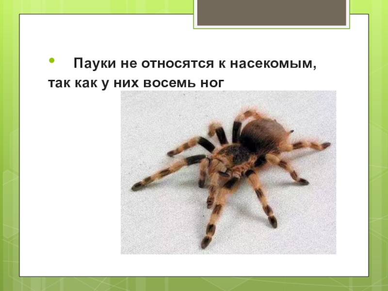 Паук это насекомое или нет почему. Паук относится к насекомым. Относится ли паук к насекомым или нет. Паук не относится к насекомым. Относятся ли пауки к насекомым.