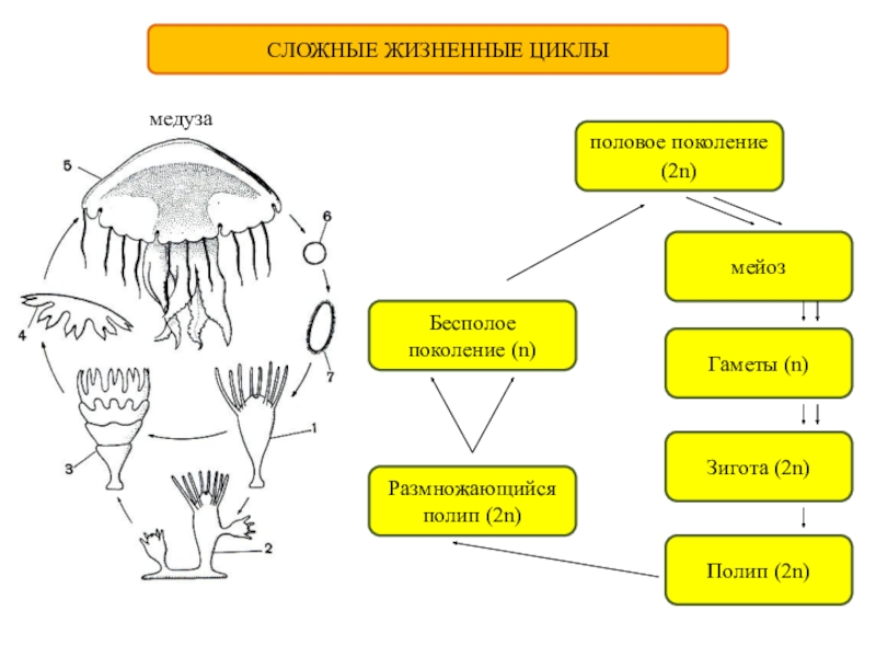 СЛОЖНЫЕ ЖИЗНЕННЫЕ ЦИКЛЫполовое поколение (2n)Бесполое поколение (n)Размножающийся полип (2n)мейозГаметы (n)Зигота (2n)Полип (2n)медуза