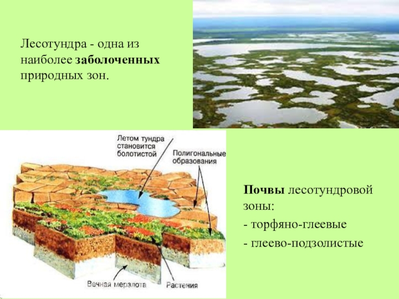В какой природной зоне почвы сильно заболочены. Лесотундра Тип почвы. Почвы тундры и лесотундры. Тип почвы лесотундры в России. Почвы характерные лесотундры.