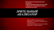 Презентация по биологии в 8-ом классе Зрительный анализатор