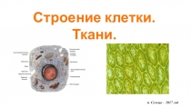 Презентация по биологии на тему Ткани