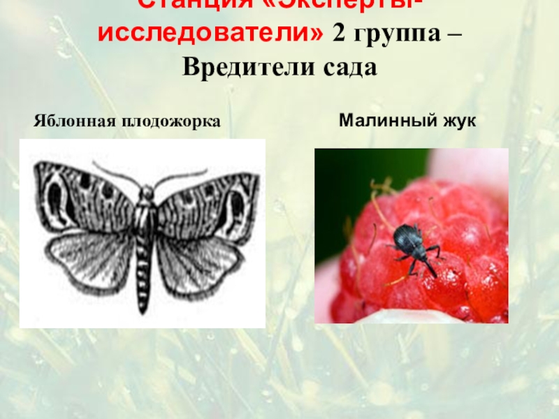 Презентация значение насекомых в природе и жизни человека 7 класс