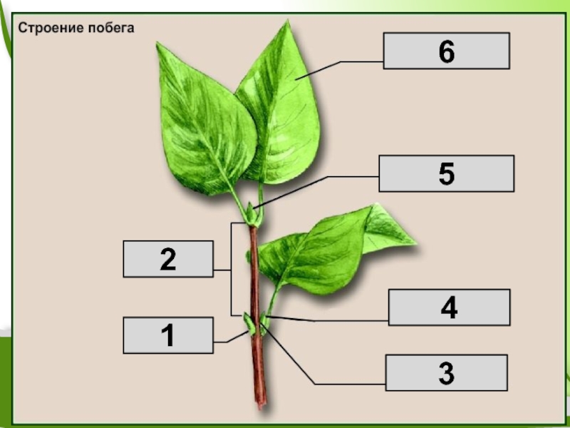 Тест по биологии 6 класс побег. Строение листа хосты. Строение листа розы. Кластер строения листа. Побег и система побегов.